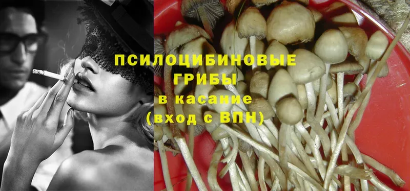 Псилоцибиновые грибы Psilocybe Хадыженск